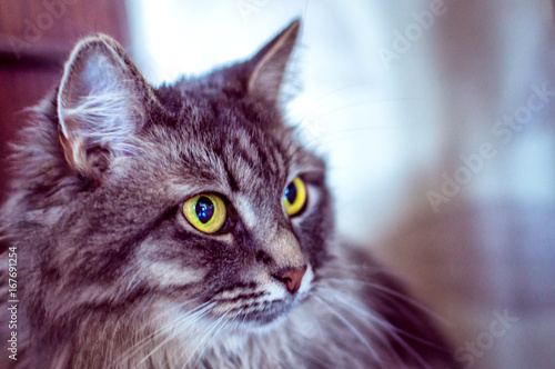 portrait of a gray cat with yellow eyes