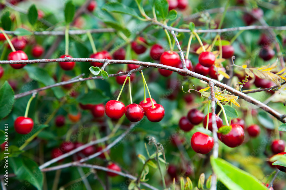Red Cherries on Branches Red Cherries on Branches