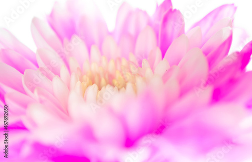 Close up of chrysanthemum flower, shallow depth of field