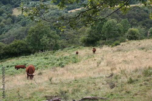 Vache de Salers