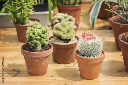 Potted cactus plants