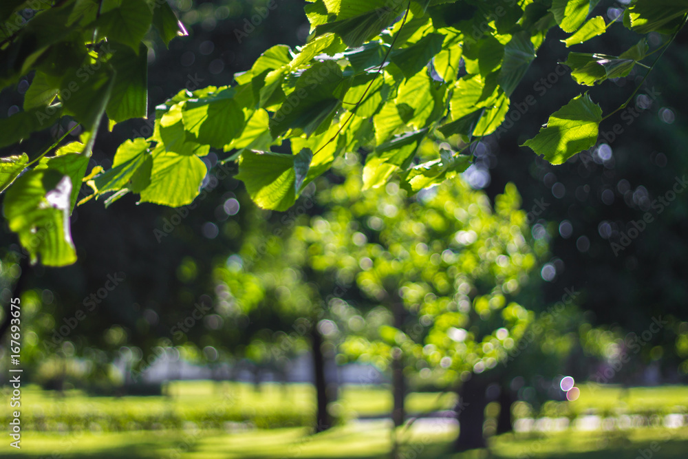 Green branches against the background of the sun and sky Green branches against the background of the sun and sky