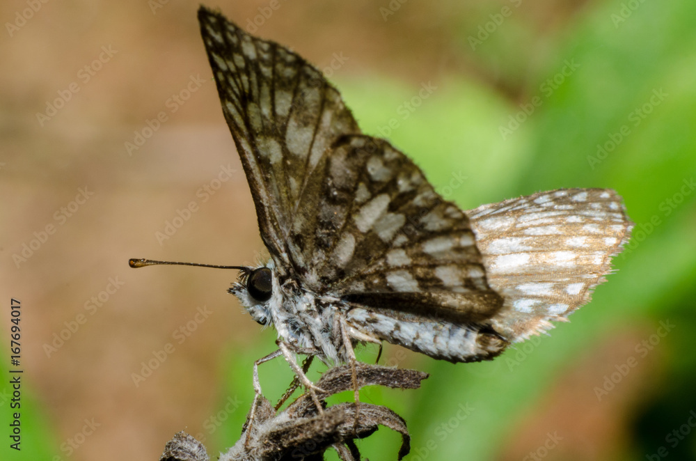 Fototapeta premium Mariposa
