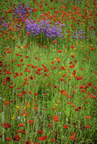 Wild poppies and lavender