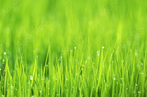 Spring or summer season abstract nature background with grass and drops, selective focus.