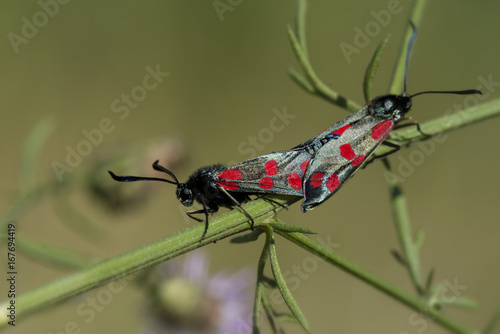 Kraśnik (Motyl) © arek0michalak