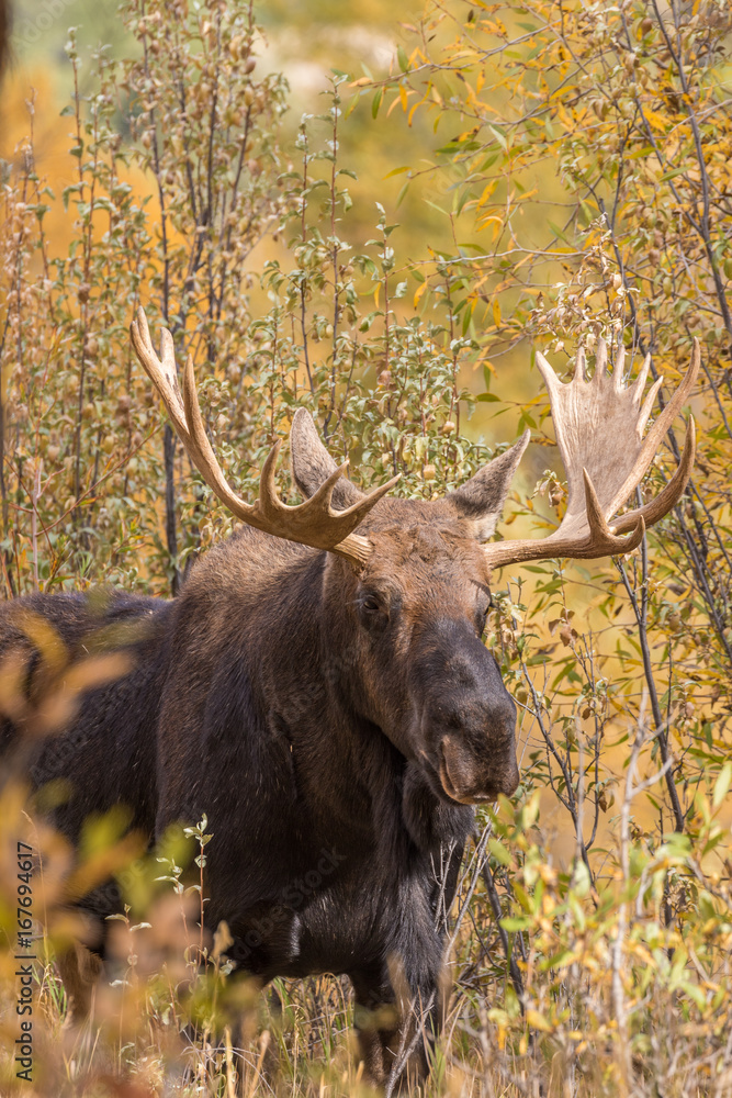 Bull Shiras Moose During the Fall Rut Bull Shiras Moose During the Fall Rut