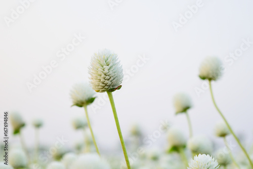 White Gomphrena Globosa Flower.