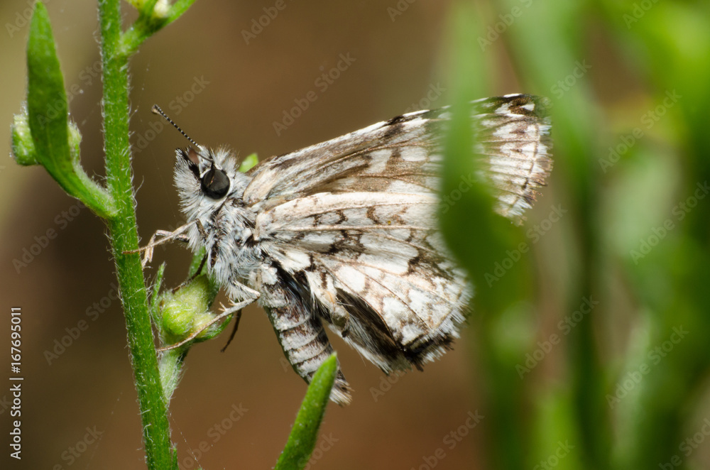 Fototapeta premium Mariposa