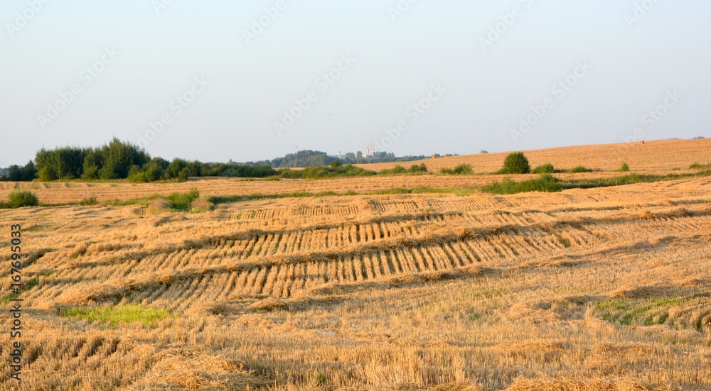 Agricultural field, sloping straw, rural natural landscape, harvesting of cereals,countryside
.