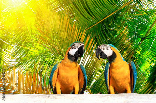 Couple of beautiful bright tropical Macaw birds with blue-and-yellow feathers (Ararauna), sitting on wooden board with green sunny palm trees behind background.