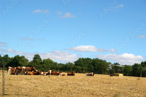 Fotografie VACHES AU PRE ref 3013