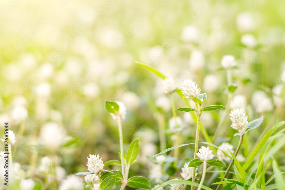 White Gomphrena Globosa Flower. White Gomphrena Globosa Flower.