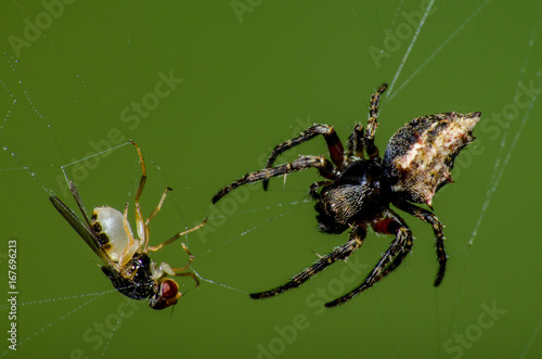 A aranha e a mosca