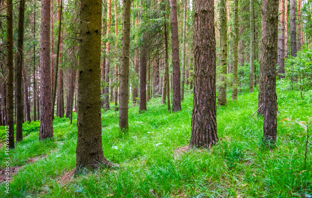 Fototapeta premium Pine summer forest with a bright green undergrowth