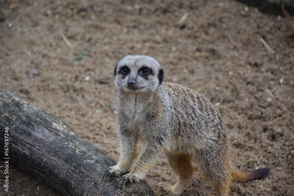 Fototapeta premium Meerkat