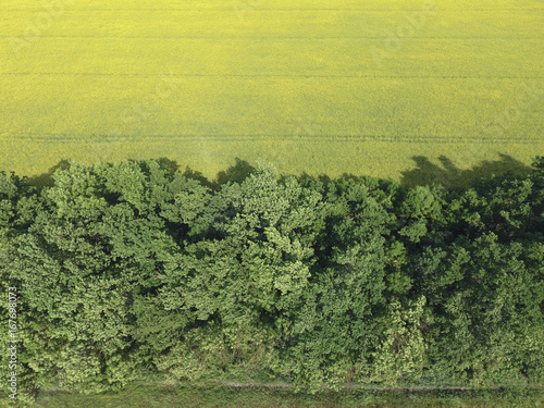 Field of flowering rape and forest belts for wind protection. Rape, a syderatic plant with yellow flowers. Field with siderates.