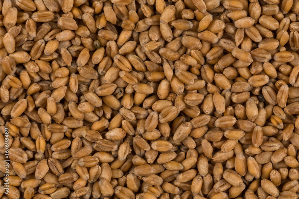 whole background of wheat grain whole background of wheat grain