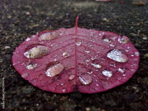 Raindrops on Flat Smoky Tree / Continus Coggygria / Royal Purple Leaf photo