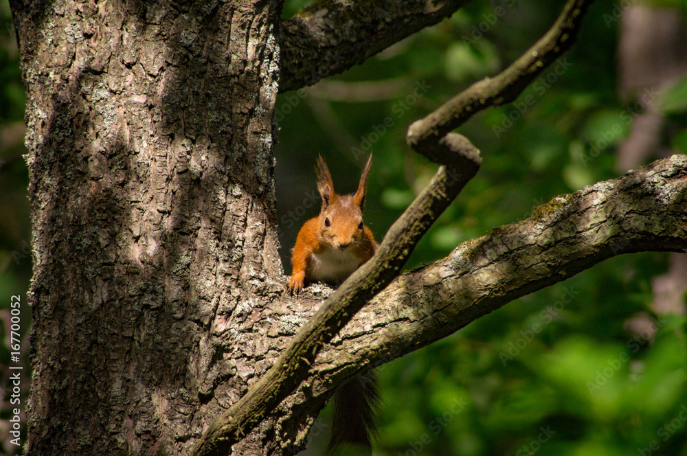 Obraz premium Squirrel looking at the camera