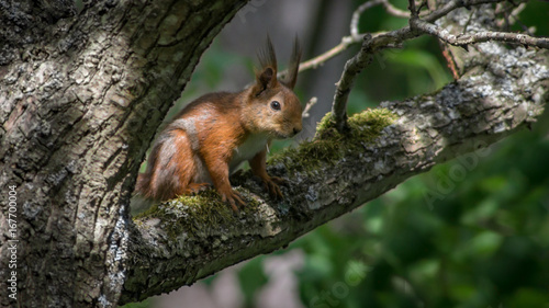 Squirrel on a branch © Pontus
