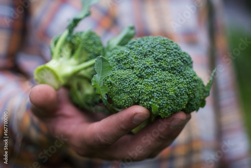 Broccoli in farmer's hand