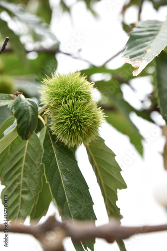 chestnuts on atree into a forest