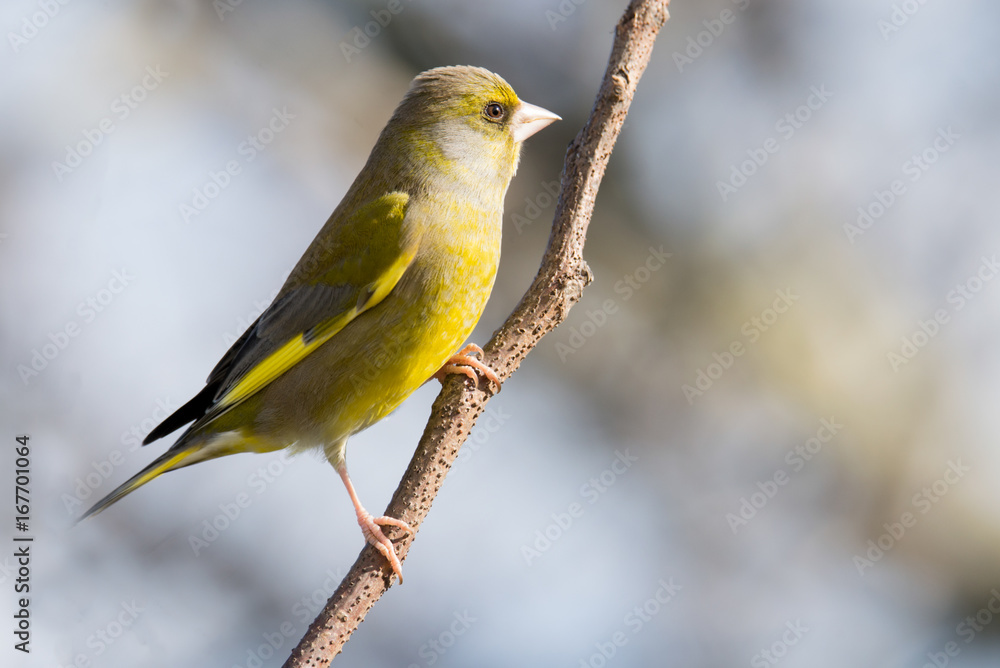 Greenfinch (Carduelis chloris) perched on branch Greenfinch (Carduelis chloris) perched on branch
