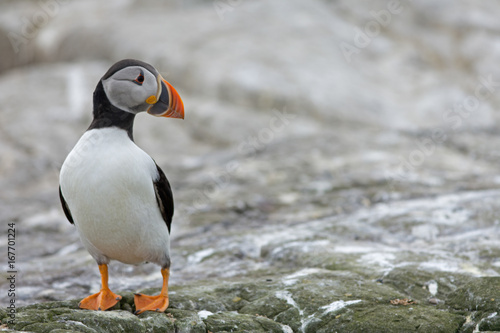 puffin (Fratercula arctica) standing on rocks looking to right