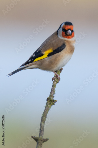 Goldfinch (carduelis carduelis) perched on branch