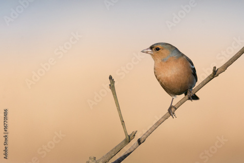 Male Chaffinch (Fringilla coelebs) photo