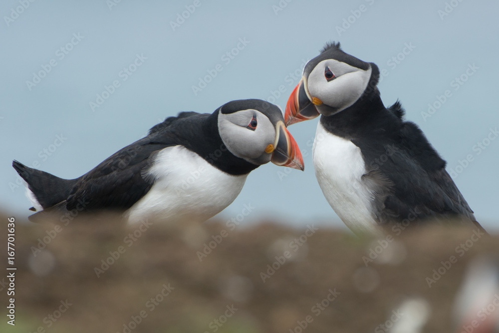 Naklejka premium Pair of puffins (Fratercula arctica) interacting and billing