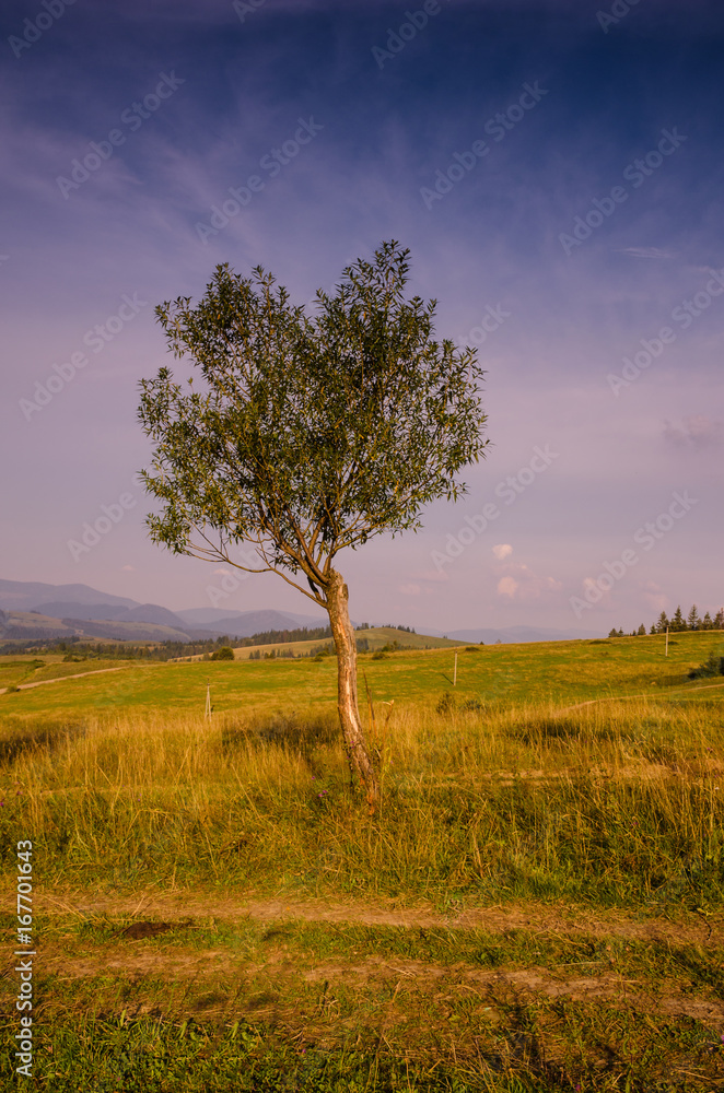 Obraz premium Background with Ukrainian Carpathian Mountains during the sunset in the Pylypets