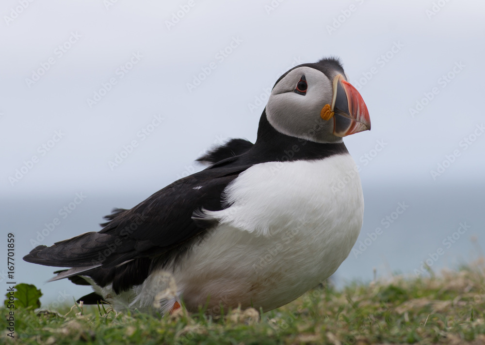 Naklejka premium Puffin (Fratercula arctica) windswept, side-profile