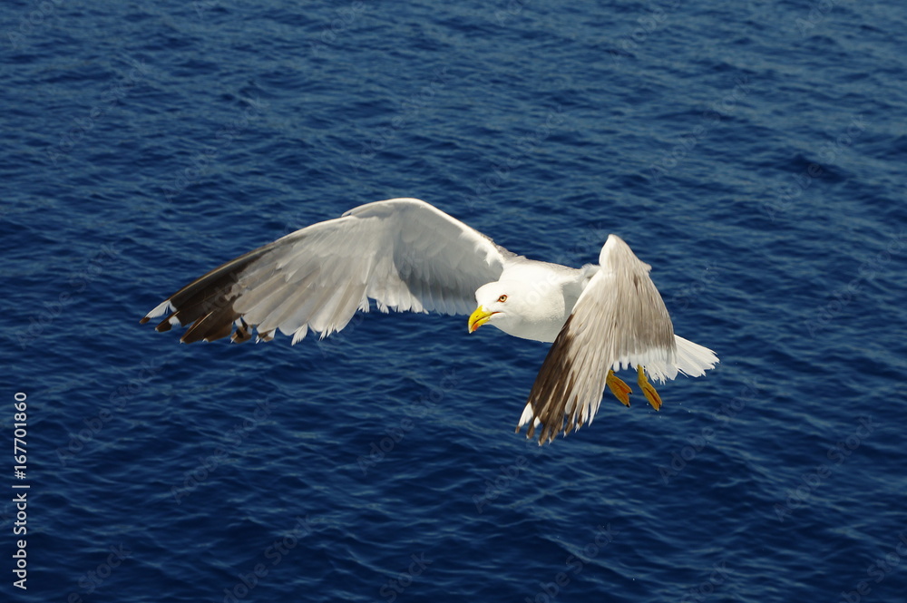 Fototapeta premium White seagull flying over the blue sea.