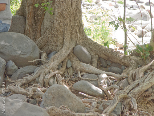Cottonwood roots clutching rocks, Sedona Arizona