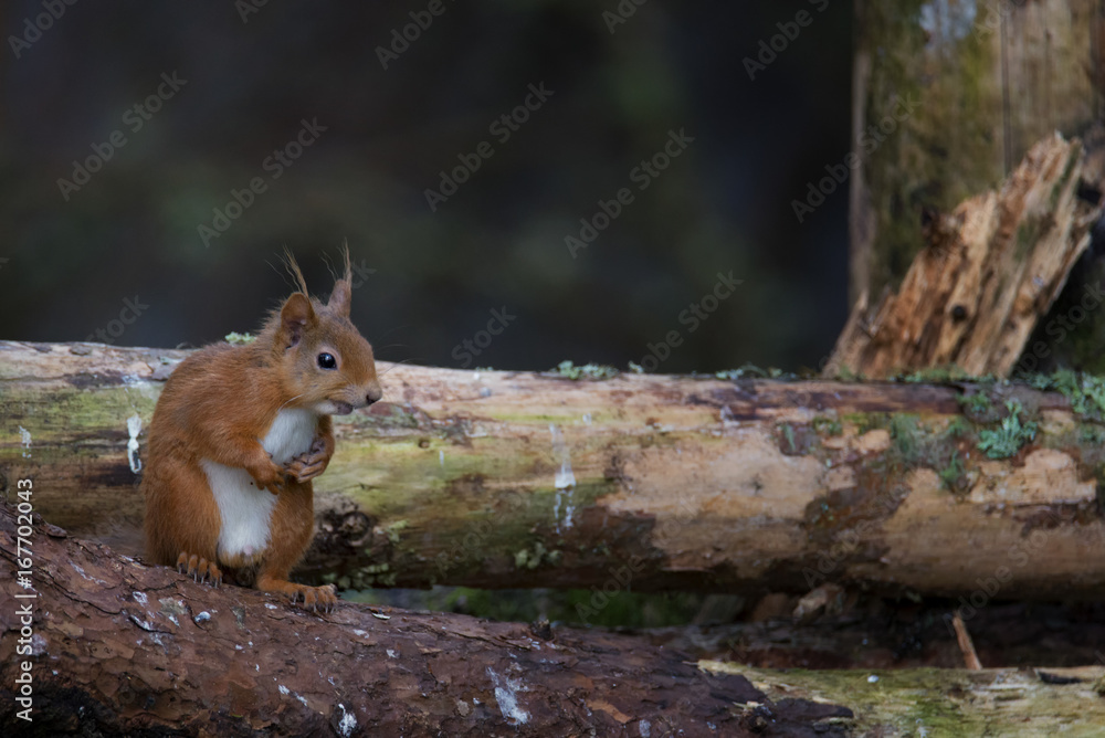 Naklejka premium Red Squirrel (Sciurus vulgaris) sitting on log with tufty ears
