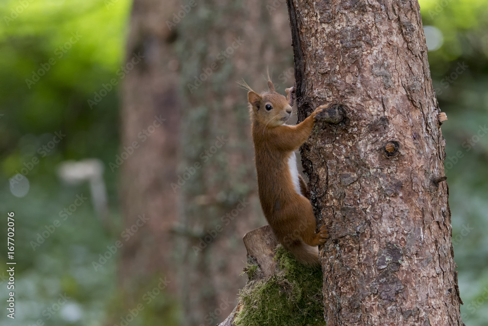 Red Squirrel (Sciurus vulgaris) climbing tree