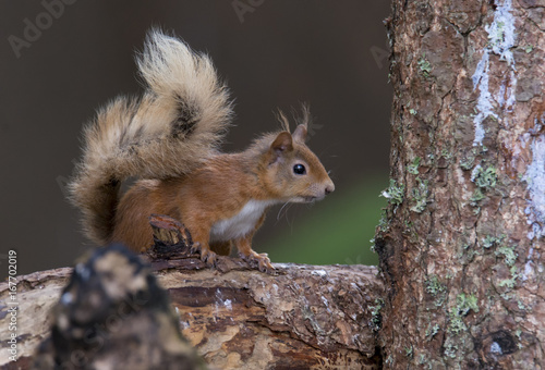 Red Squirrel (Sciurus vulgaris) perched on log looking engaged