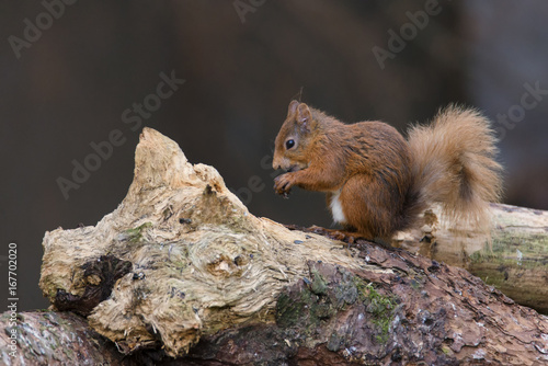Red Squirrel (Sciurus vulgaris) eating hazelnut © Karen Miller