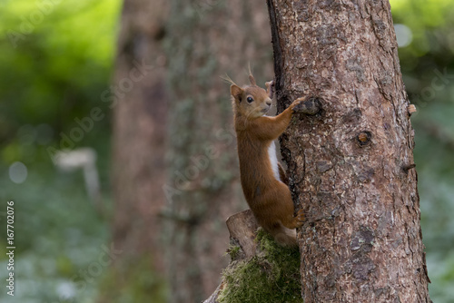 Red Squirrel (Sciurus vulgaris) climbing tree © Karen Miller