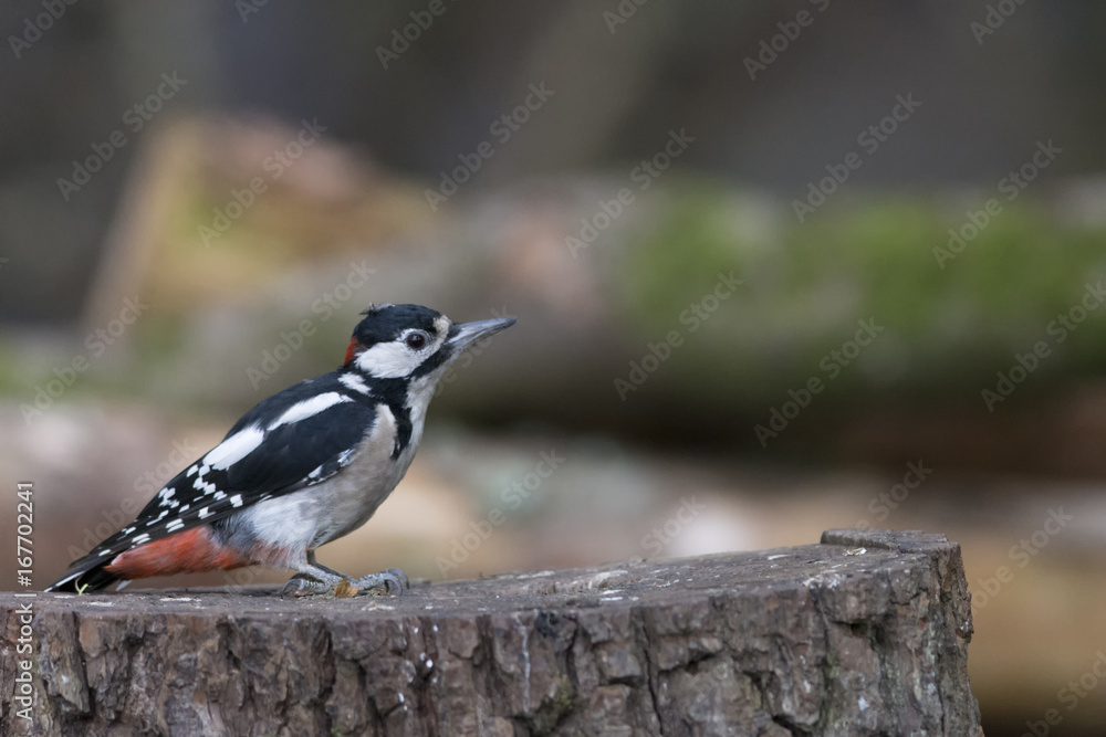 Great Spotted Woodpecker (Dendrocopos major) perched on log Great Spotted Woodpecker (Dendrocopos major) perched on log