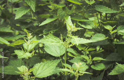 Fresh nettle leaves. Concept of alternative medicine.