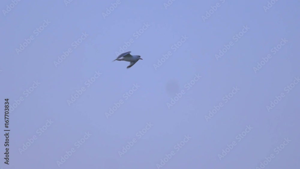 Seagull is flying along the blue sky in slow motion Seagull is flying along the blue sky in slow motion