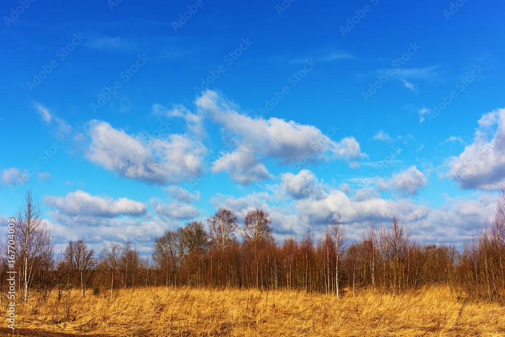 forest and clouds in early spring forest and clouds in early spring