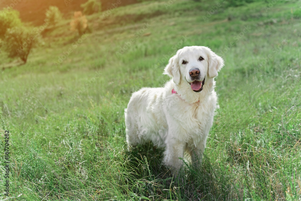 Cheerful adult Labrador having fun on grassland Cheerful adult Labrador having fun on grassland