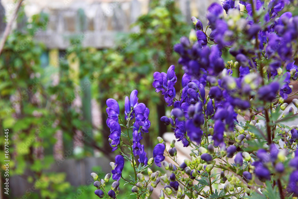 Obraz premium Summer garden flowers