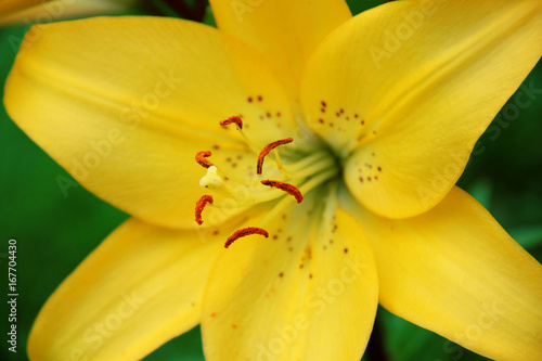 Fototapeta Yellow lily