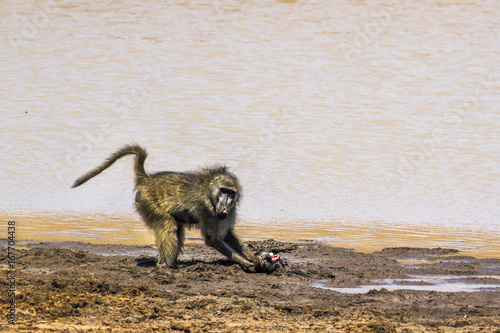Chacma baboon in Kruger National park  South Africa
