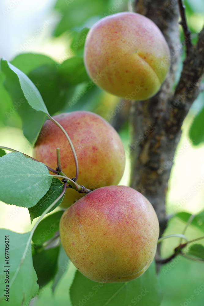 apricot apricot